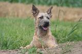 BOUVIER DES ARDENNES 341
